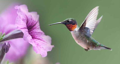 SC5000 Humming Bird